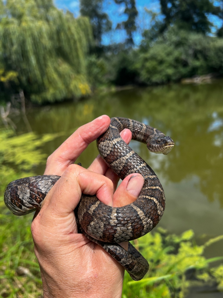 Northern Water Snake